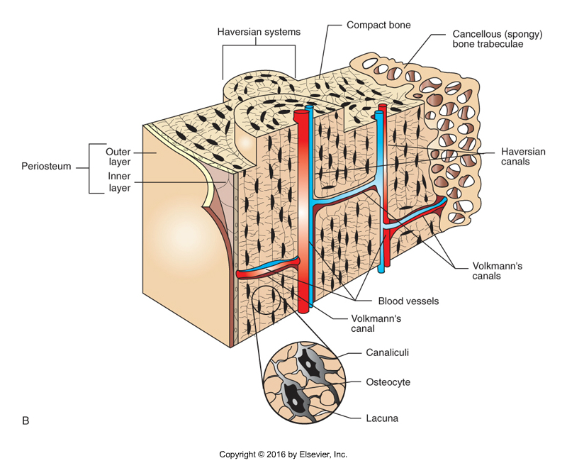 <p>Bone Type Classification: Compact Bone</p>