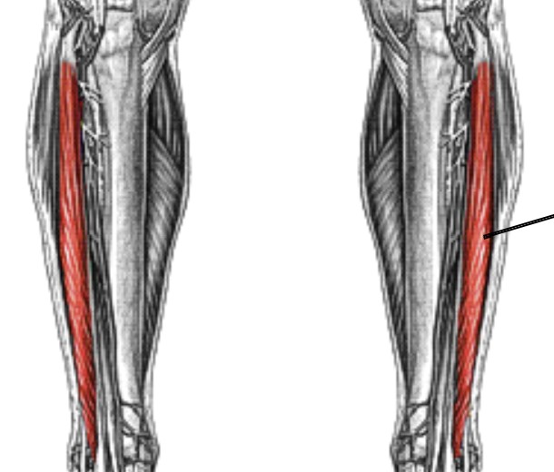<p>Which muscle of the foot/ankle is:</p><ul><li><p>On anterior side</p></li><li><p>Lateral to extensor hallucis longus</p></li><li><p>Action: ext 4 toes</p></li><li><p>Nerve: <span style="color: yellow;"><span>deep fibular</span></span></p></li></ul><p></p>