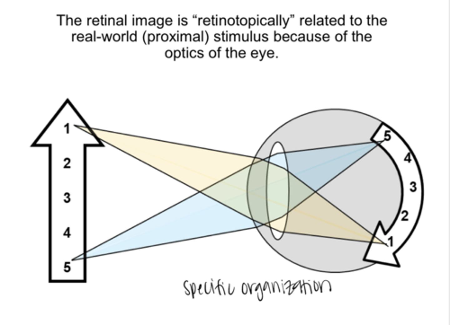 <p>True or False: </p><p>The retinal image is "retinotopically" related to the real world stimulus because of the optics of the eye</p>
