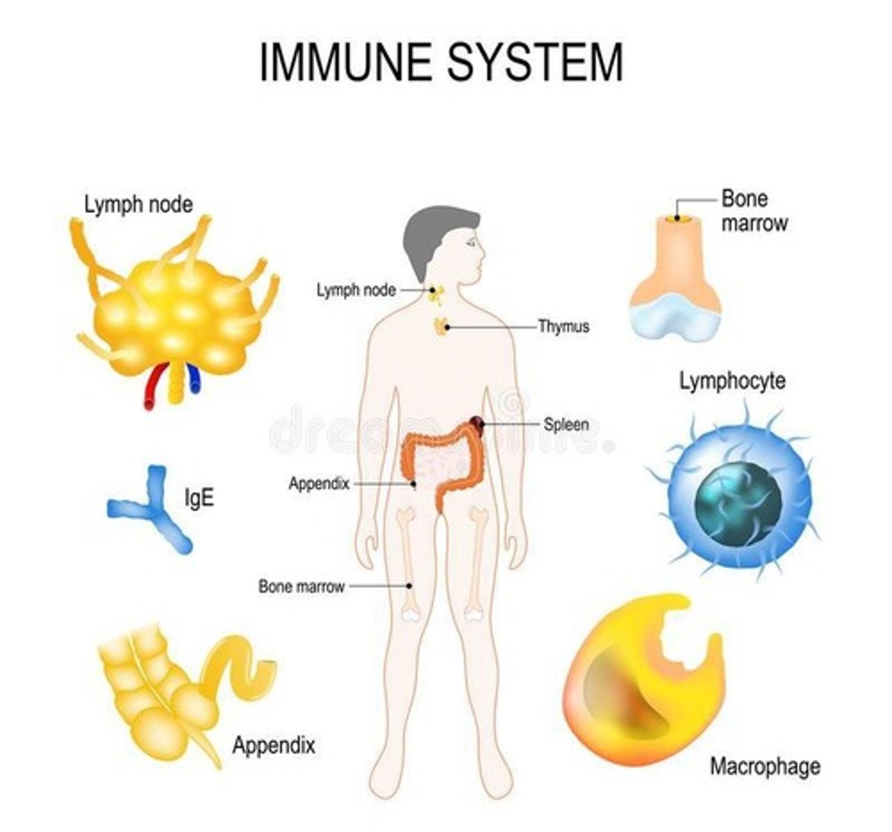 <p>Study of organisms' defense against infections.</p>