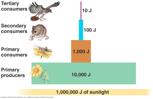 The proportion of consumed energy that can be passed from one trophic level to another
