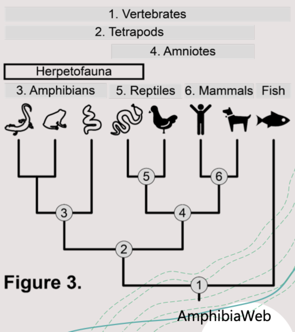 <p>herpetofauna are what type of phyletic group</p>