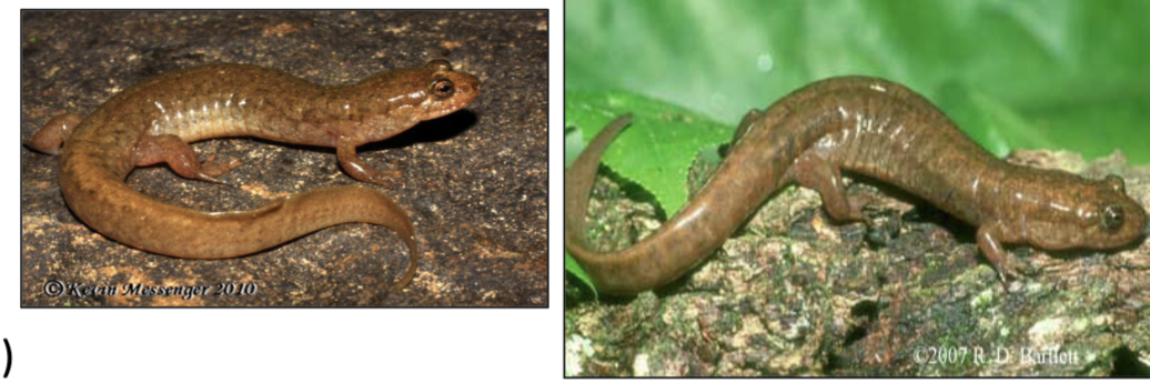 <p>Desmognathus welteri</p>