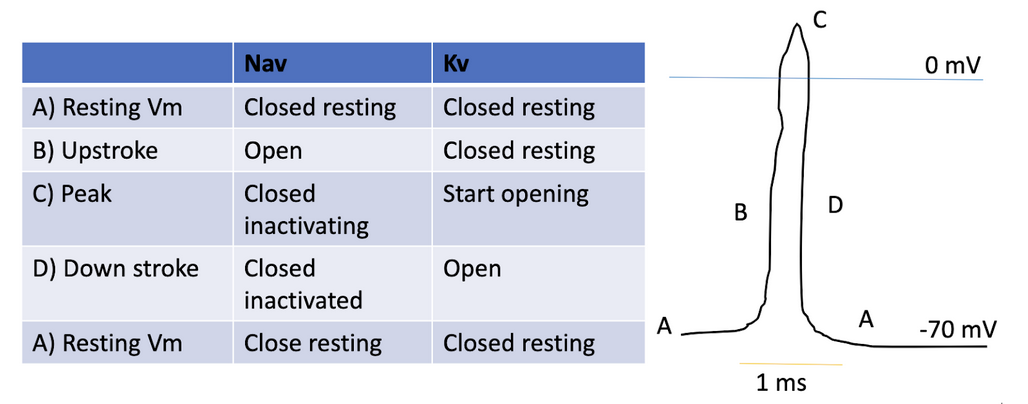 <p>Dependent on the regulation of Sodium and Potassium gated channels</p><p>Sodium floods into cell to trigger action potential → rise in potential</p><p>Potassium exits cell to maintain membrane potential → decrease in voltage bc gradient returns back to normal</p>