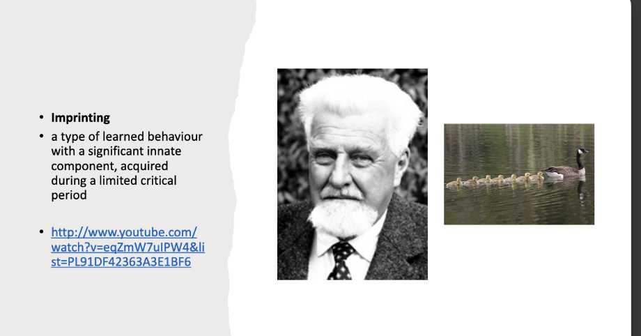 <p>bad in animals with no parental care… would learn all the wrong things if parent wasnt around and imprinted on wrong species </p>