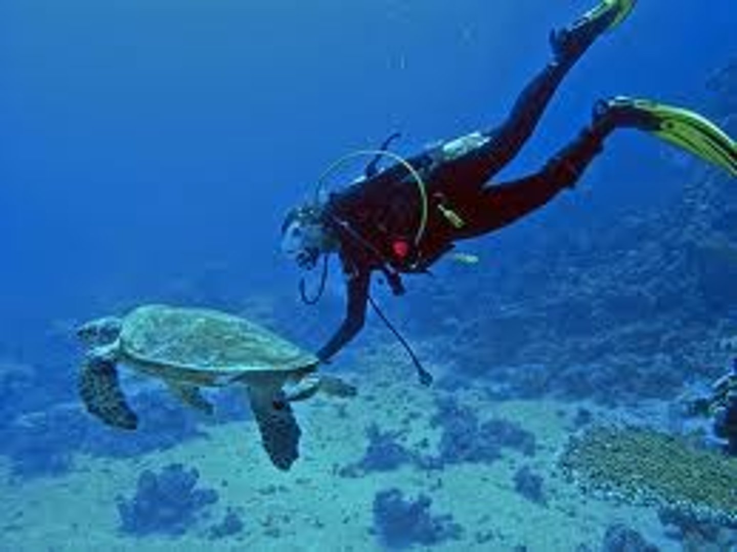 <p>SCUBA diver</p>