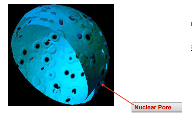<ul><li><p>phospholipid protein bilayer</p></li><li><p>contains nuclear pores: transport between nucleus and cytoplasm and selective passage (small molecules can diffuse more easily than larger ones)</p></li><li><p>controls what enters and leaves nucleus</p></li></ul><p></p>