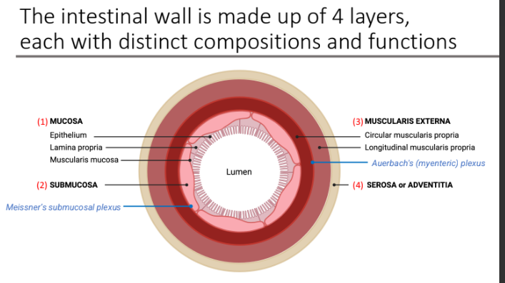 <ol><li><p>Mucosa</p></li><li><p>Submucosa</p></li><li><p>Muscularis externa</p></li><li><p>Serosa or Adventitia </p></li></ol><p></p>