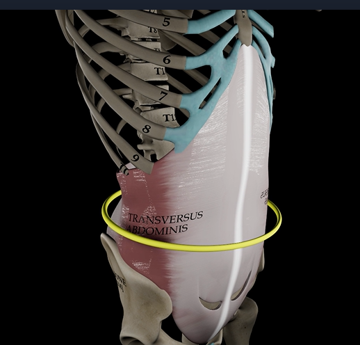 <p>Function: compresses abdomen </p><p>Origin: inguinal ligament &amp; iliac crest</p><p>Insertion: linea alba &amp; pubic crest</p>