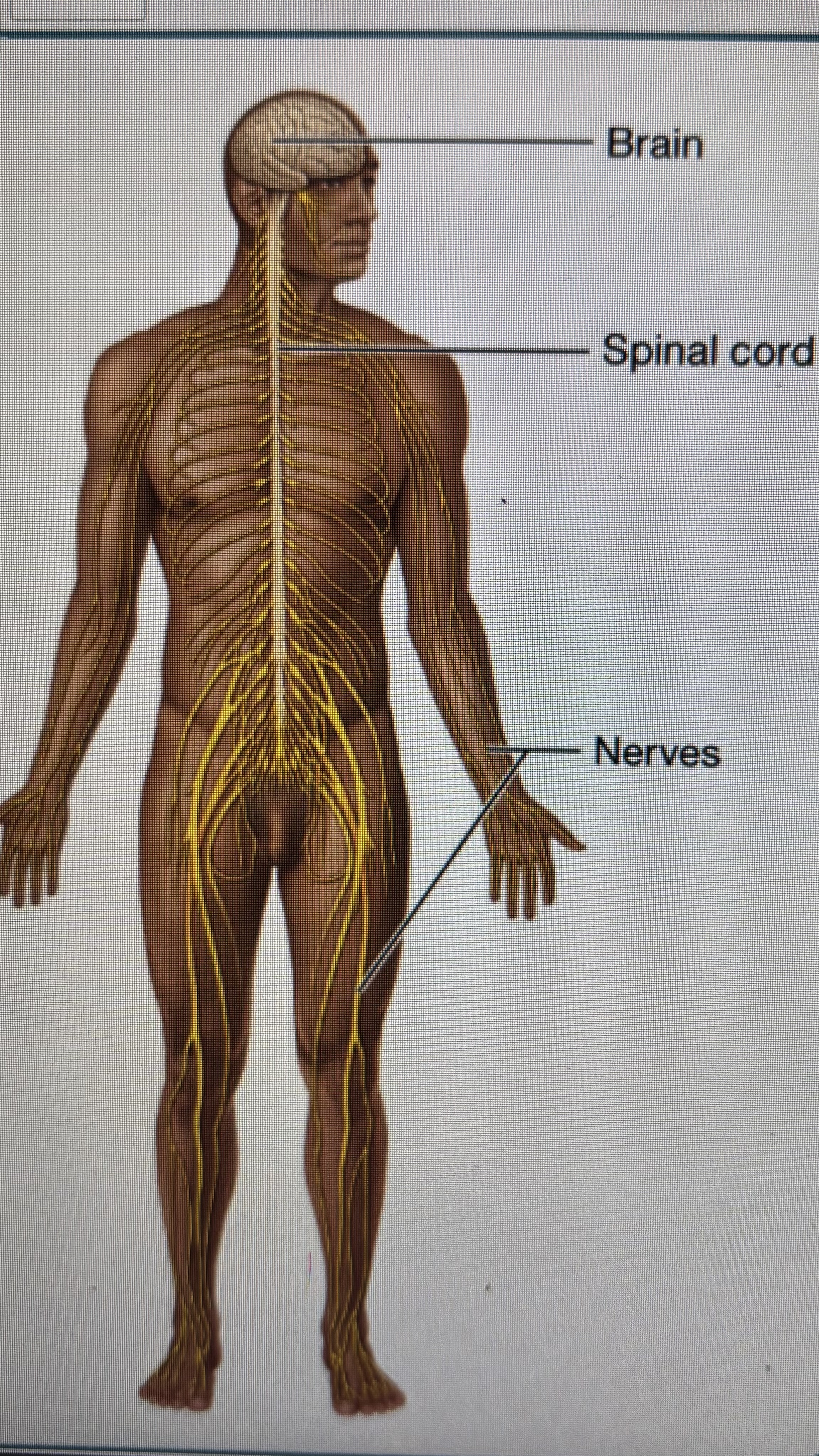 <p>nerves </p><p>spinal cord</p><p>brain</p>