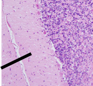 <p>Name Region/Part of Brain, Be Specific</p>