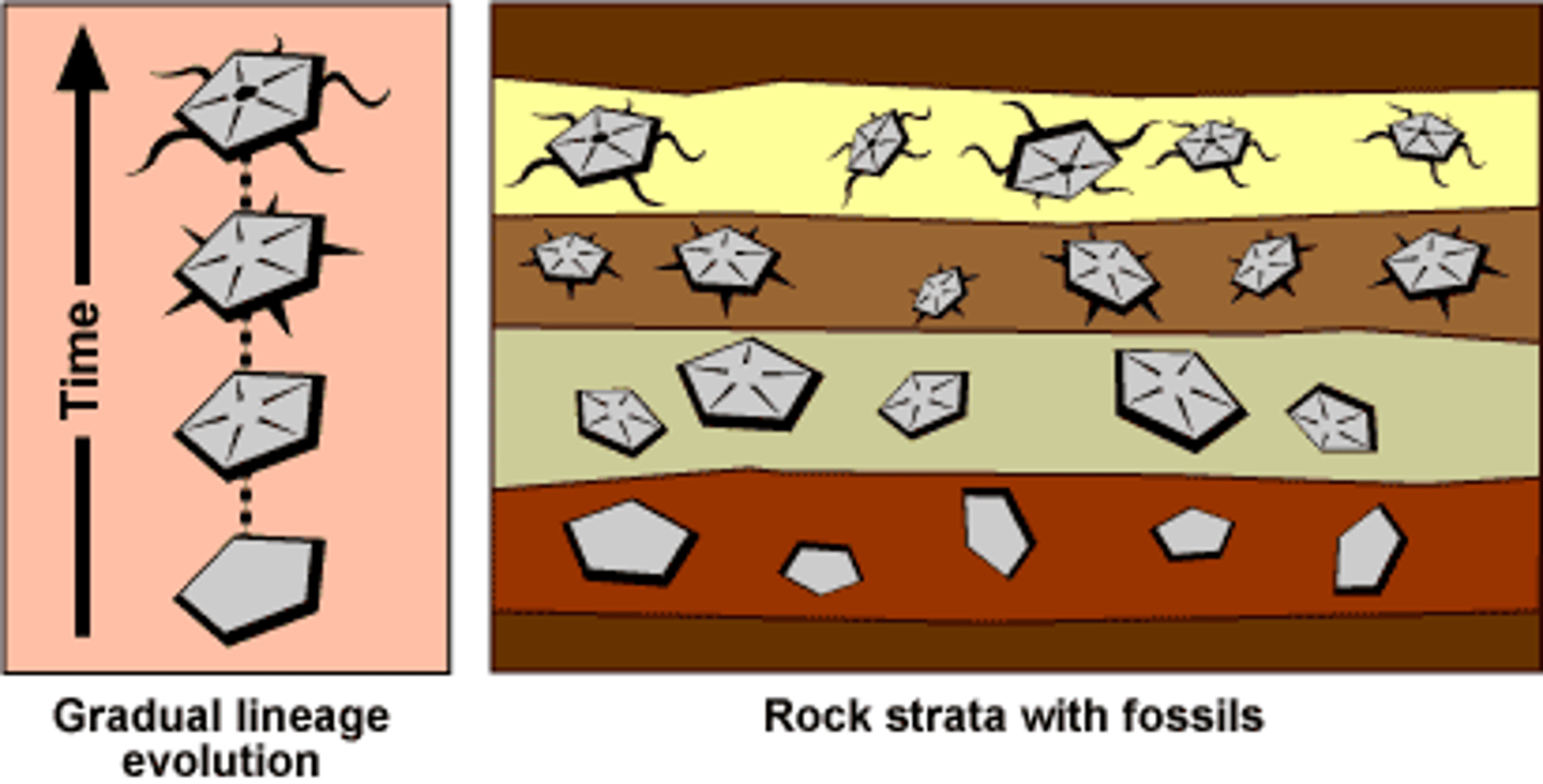 <p>Information about past life, including the structure of organisms, what they ate, what ate them, in what environment they lived, and the order in which they lived</p>