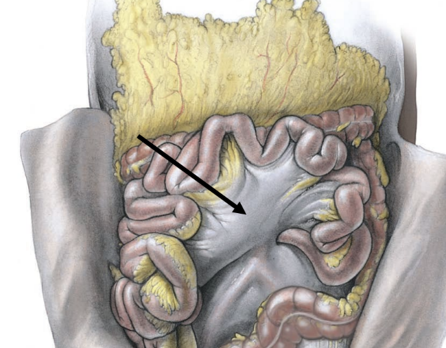 <p>attaches and suspends small intestine from posterior abdominal wall &amp; spine</p>