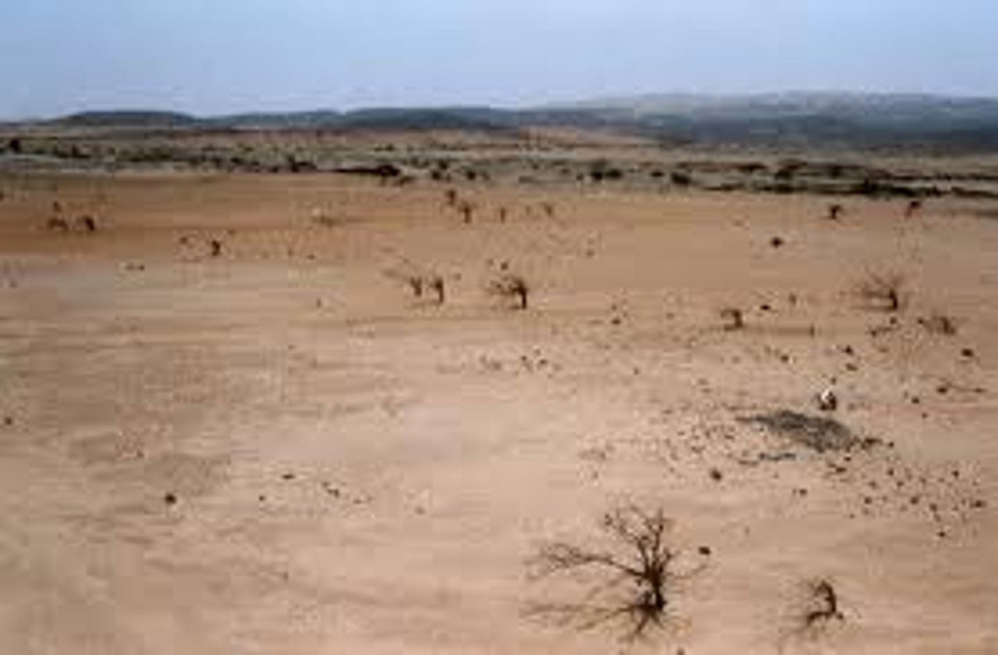 <p>occurs when the productive potential of soil, especially on arid or semiarid land, falls by 10% or more because of a combination of prolonged drought and human activities that reduce or degrade topsoil</p>