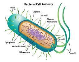 <p>Prokaryotic </p>