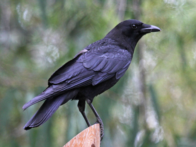 Passeriformes - Corvidae - Corvus branchyrhynchos 