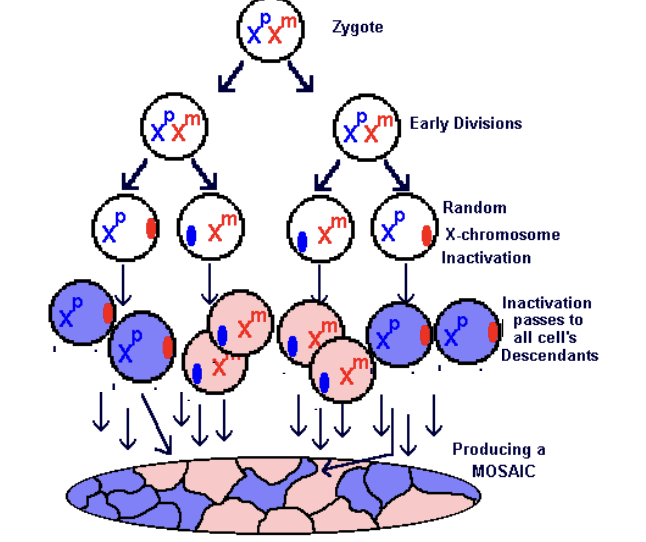 <p>Produces a mosaic in tissue (not all cells are the same since inactivated X is random)</p>