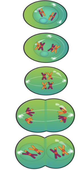 <p>separation of homologous chromosomes</p>