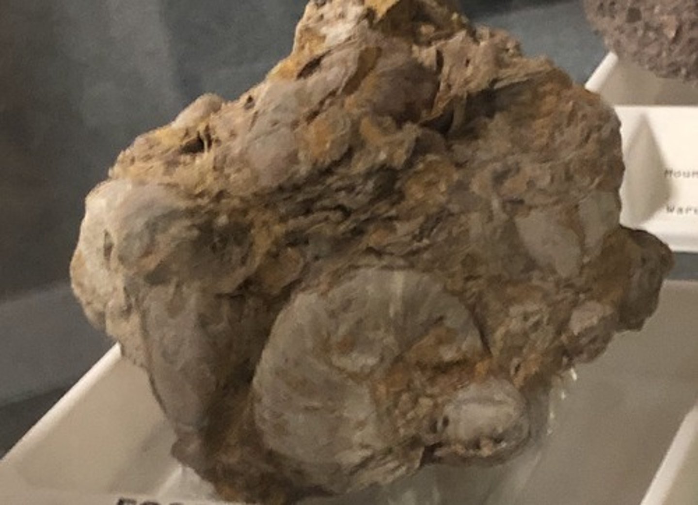 <p>Fossiliferous Limestone</p>