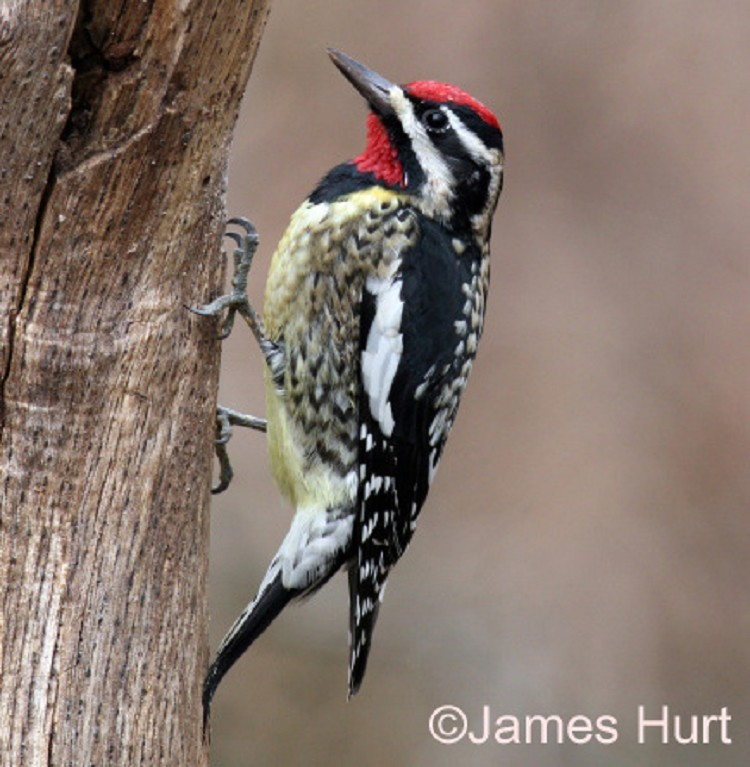 <p>Common:</p><p>Order:</p><p>Family:</p>