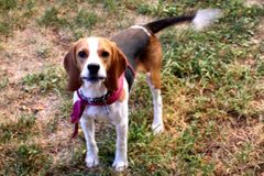 <p>Analyze the tail position of this dog</p>