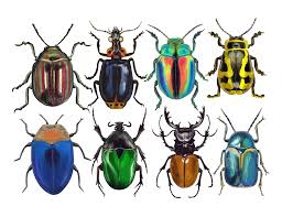 <p>beetles</p>