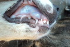 <p>What do cyanotic (bluish) gums indicate?</p>