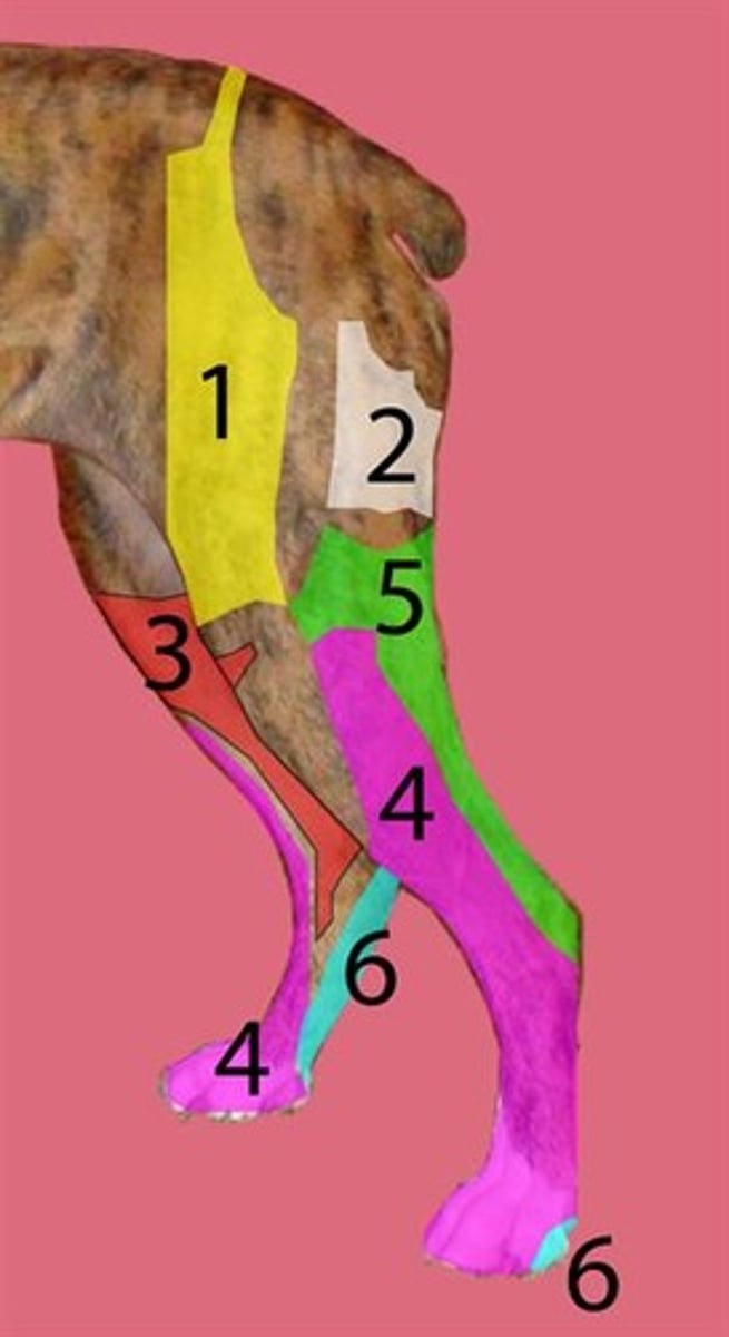 <p>Identify the area that forms the autonomous zone supplied by the fibular nerve.</p>