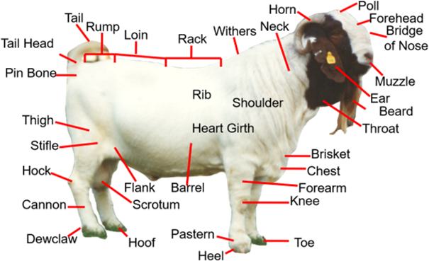 goat external anatomy