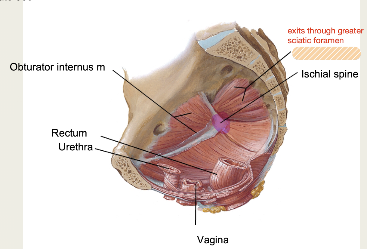 <p><span><strong>posterolateral</strong> pelvic wall, passes through <strong>greater sciatic foramen</strong></span></p>