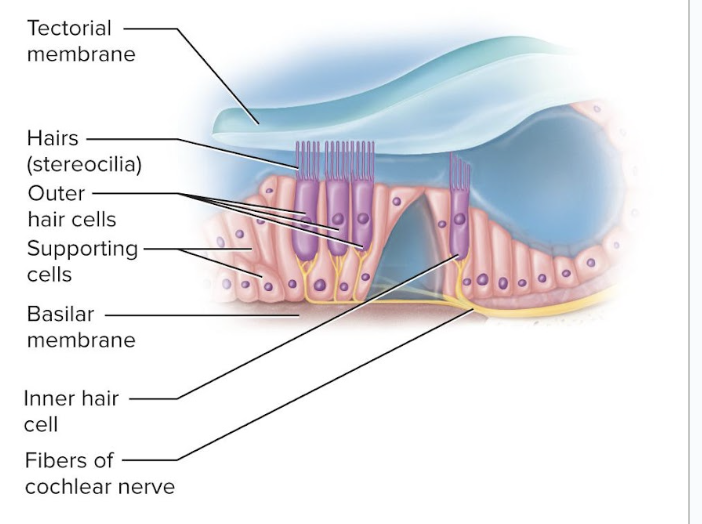 <p>long, stiff microvilli on apical surface</p><ul><li><p>has a tectorial membrane</p></li></ul><p></p>