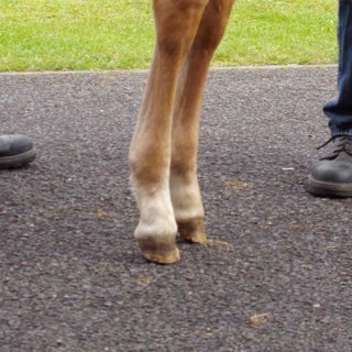 <p>A condition where the deep digital flexor tendon (DDFT) shortens, causing the hoof to rotate downward.</p>