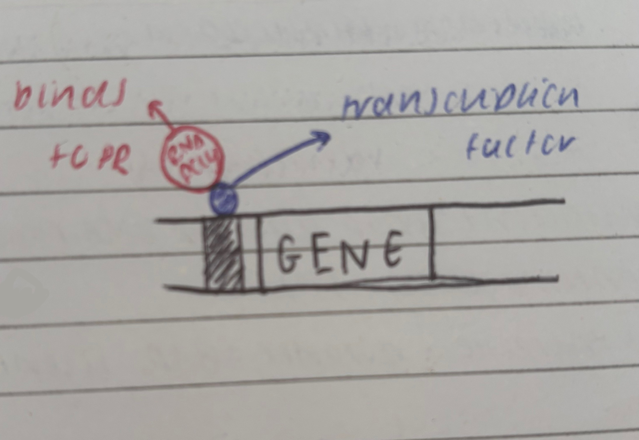 <p>molecules that bind to DNA (in the promoter region) that initiate transcription by allowing RNA polymerase to bind to them</p>