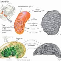 <p><span><strong>Nucleus</strong>: The control center of the cell, containing DNA and regulating gene expression. It is surrounded by a double-layered nuclear envelope with nuclear pores for material exchange.</span></p><p><span><strong>Mitochondria</strong>: Often referred to as the "powerhouse" of the cell, mitochondria generate energy in the form of ATP through cellular respiration.</span></p><p><span><strong>Endoplasmic Reticulum (ER)</strong>: A network of membrane-bound tubes and sacs involved in the synthesis, folding, and transport of proteins and lipids.</span></p><p><span><strong>Golgi Apparatus</strong>: A series of membrane-covered sacs that modify, sort, package, and transport proteins and lipids to their destinations.</span></p><p><span><strong>Cytoskeleton</strong>: A network of protein fibers that provides structural support, maintains cell shape, and enables cell movement.</span></p><p><span><strong>Lysosomes</strong>: Membrane-bound organelles containing hydrolytic enzymes that break down waste materials and cellular debris.</span></p><p><span><strong>Centrioles</strong>: Microtubule-organizing centers involved in cell division, organizing microtubules to form the mitotic spindle.</span></p><p></p><p></p><p></p><p></p>