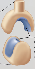 <p>Name the <span>synovial</span> joint</p>