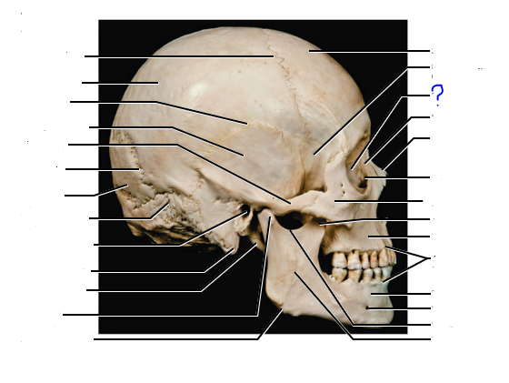 <p>(?) bone</p>