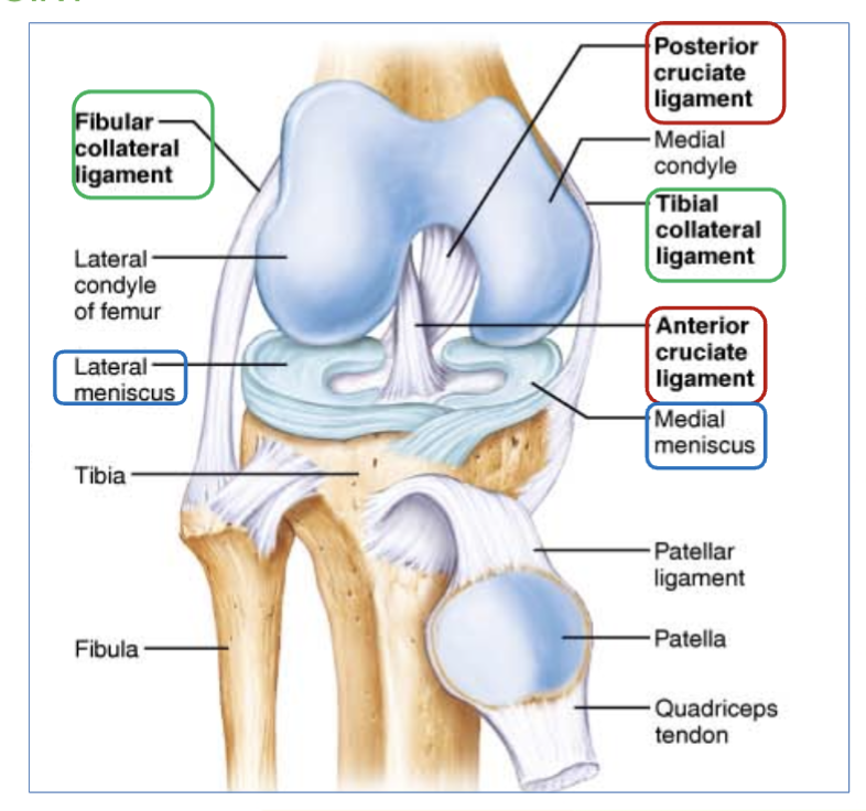 <p>located on <strong>the sides of the knee</strong> <u>outside</u> of the articular capsule</p>