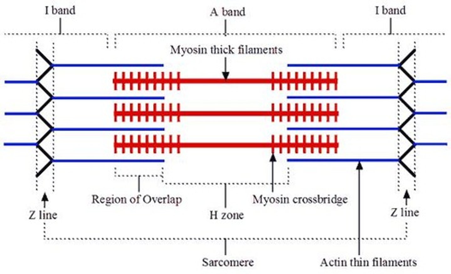 <p>Actin and myosin.</p>