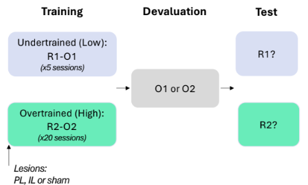 <p>Infralimbic Cortex (IL) vs Prelimbic Cortex (PL) in outcome devaluation</p>