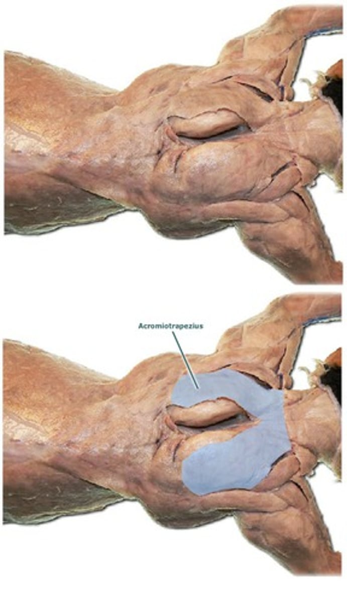 <p>-thin, flat and triangular</p><p>- covers most of the scapula</p><p>- origins- posterior cervical and anterior thoracic vertebrae</p><p>-inserts- spine of scapula</p><p>- combined with clavotrapezius and spinotrapezius in man</p><p>-function: pulls scapula inward, closer to ribs</p>