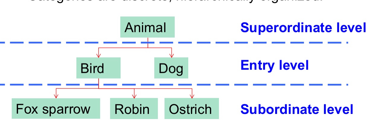<ul><li><p>Categories are discrete, hierarchically organized.</p></li><li><p>Objects are usually named at entry level.</p></li><li><p>Atypical category members ➔ subordinate level</p></li><li><p>Experts ➔ subordinate level</p></li><li><p>This shows object recognition relies on different acts of recognition</p></li><li><p>E.g., recognition at subordinate level might be difficult to perform with Biederman’s geons.</p></li><li><p>Involve different brain areas</p></li></ul><p></p>