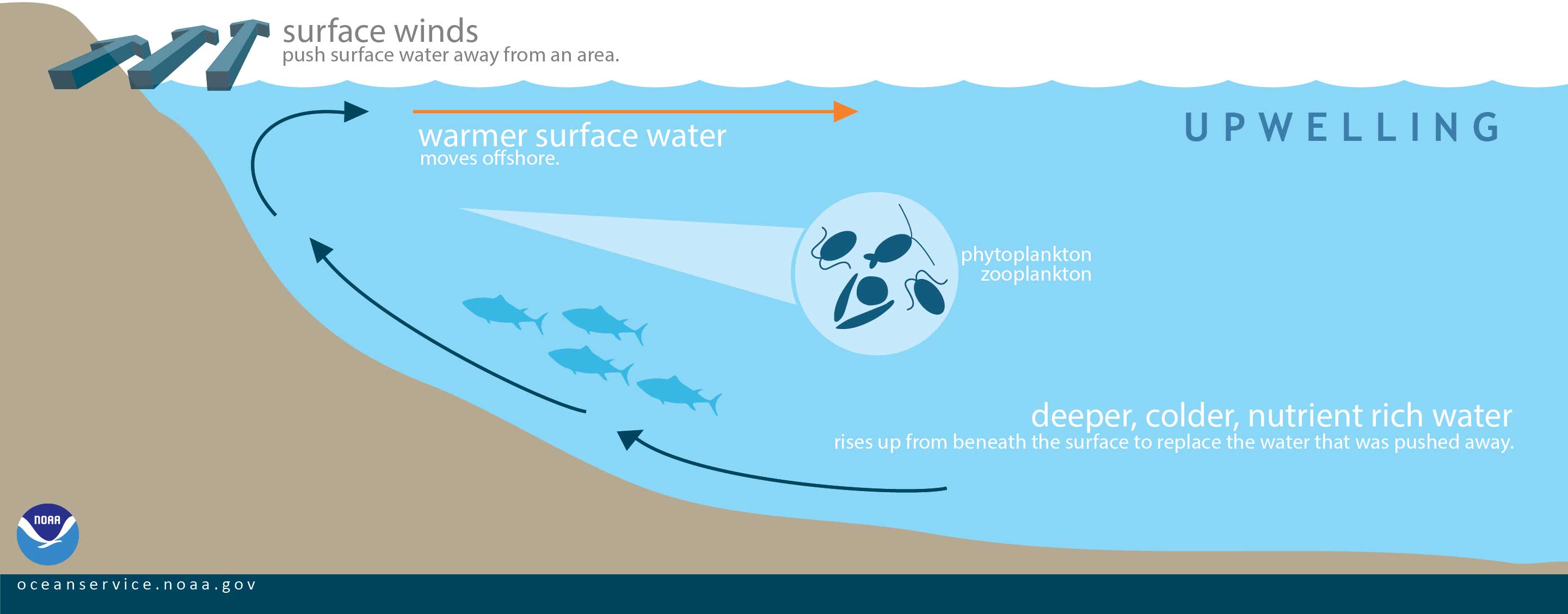 <p>movement of water upwards/downwards - as water comes from land into more open ocean, deep water comes up and causes upwellings</p><p>nutrients at depth, so upwelling brings nutrients upwards while downwelling brings nutrients to deep water</p>