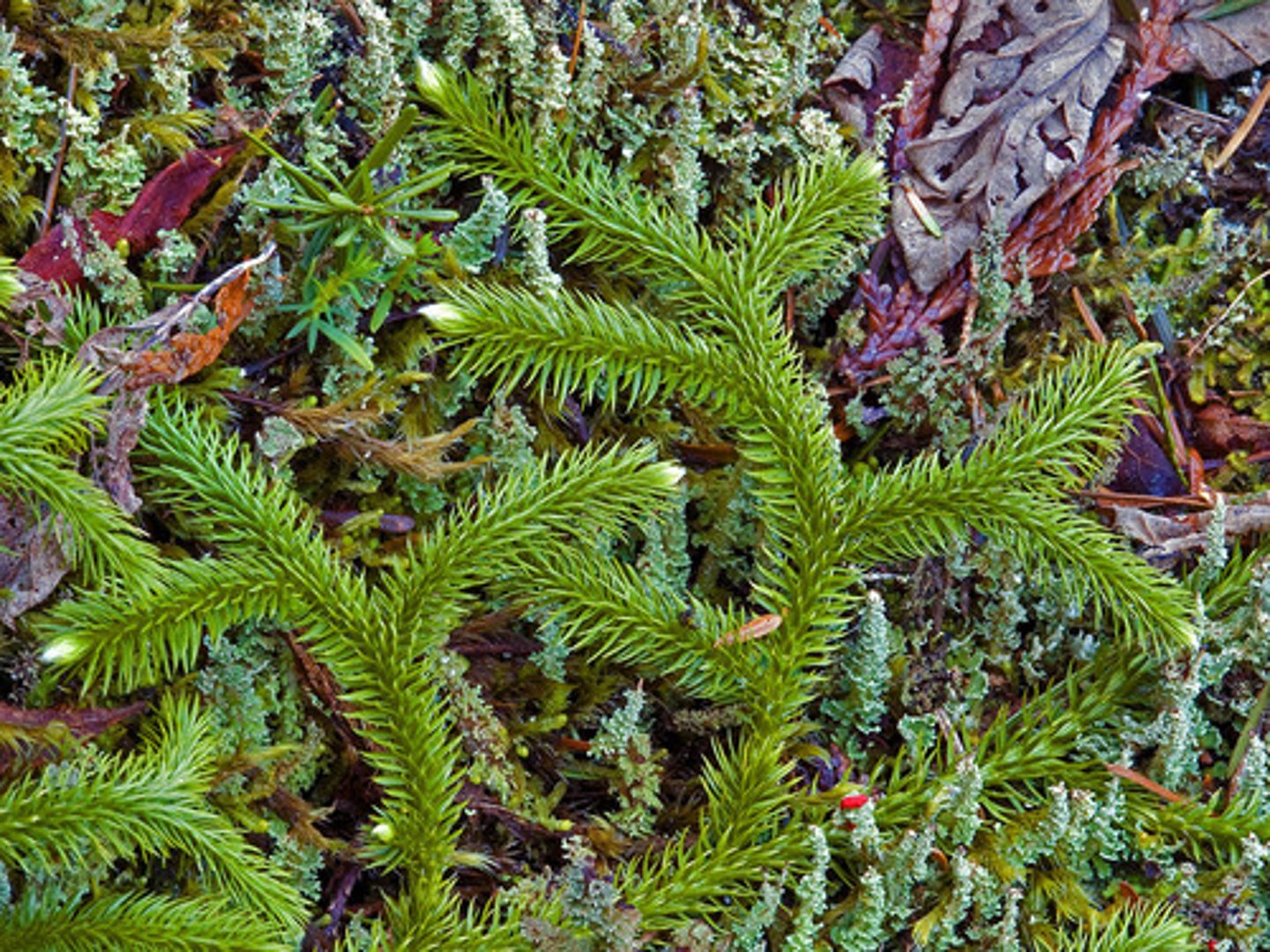 <p>within lycophytes, strobili, dichotomous branching of stem, microphylls </p>
