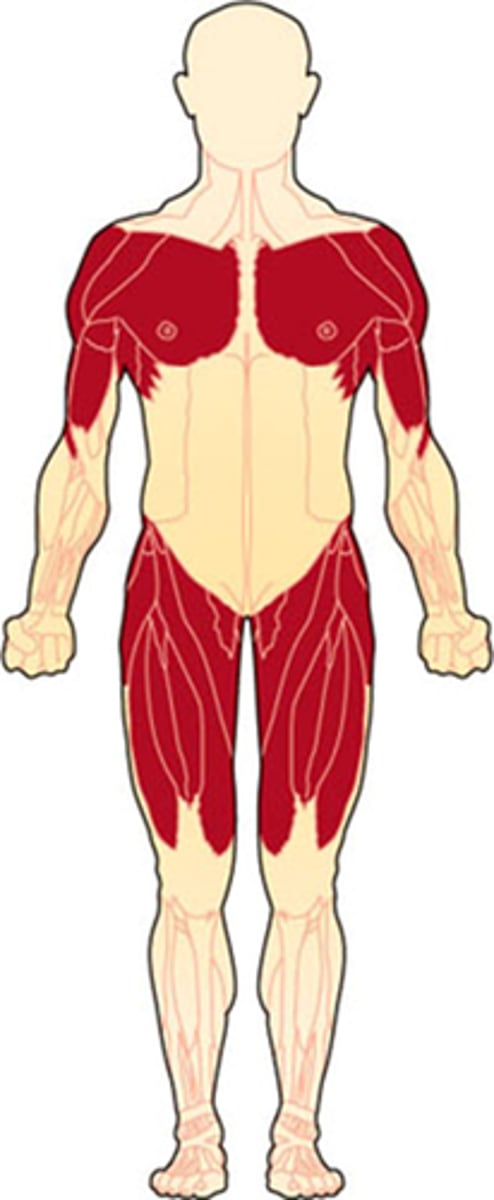 <p>Positive Gower sign, waddling gait, enlarged calves, severe lordosis, and proximal muscle weakness. Progression not always symmetrical.</p>