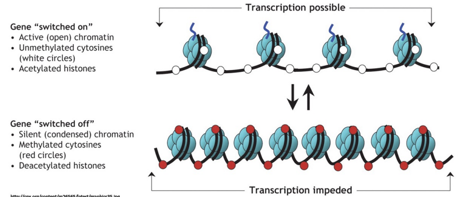 <p>-DNA is wrapped around histone to give it a higher order structure (make a chromatin)</p><p>-there are enzymes that can add chemical groups to histones or DNA to alter the structure of the chromatin</p><p>-Chromatin modifications can affect how well transcription factors can access DNA to turn genes off/on, therefore affecting gene expression</p><p>-Chromatin modifications represent epigenetic changes that regulate the access to regulatory sequences and thus regulate transcription</p><p>-These changes can be passed on to daughter cells and can thus be heritable. Heritable changes in the gene expression of a cell without changes to the underlying DNA sequence is the classical definition of epigenetics</p>