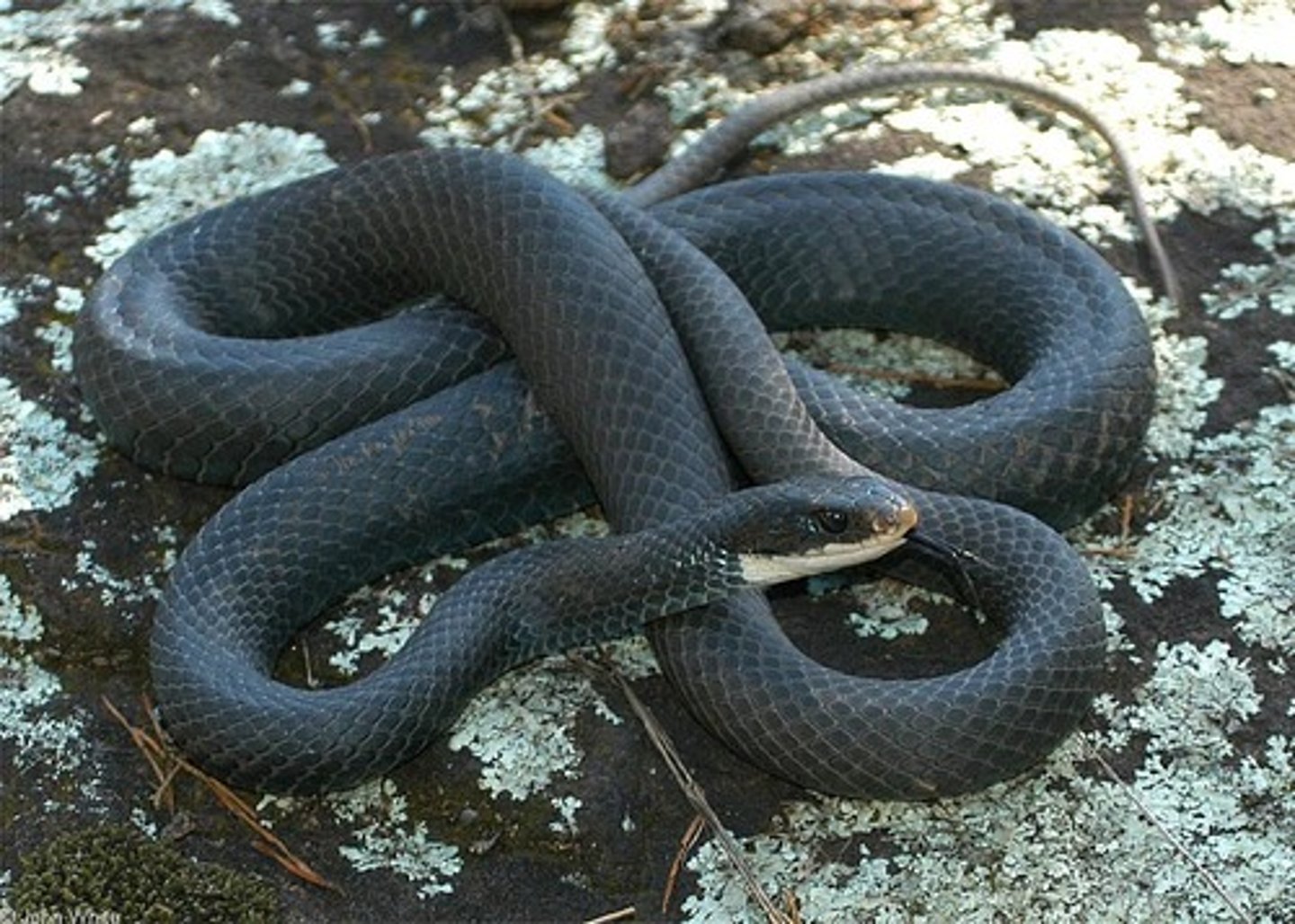 <p>Coluber constrictor constrictor</p>