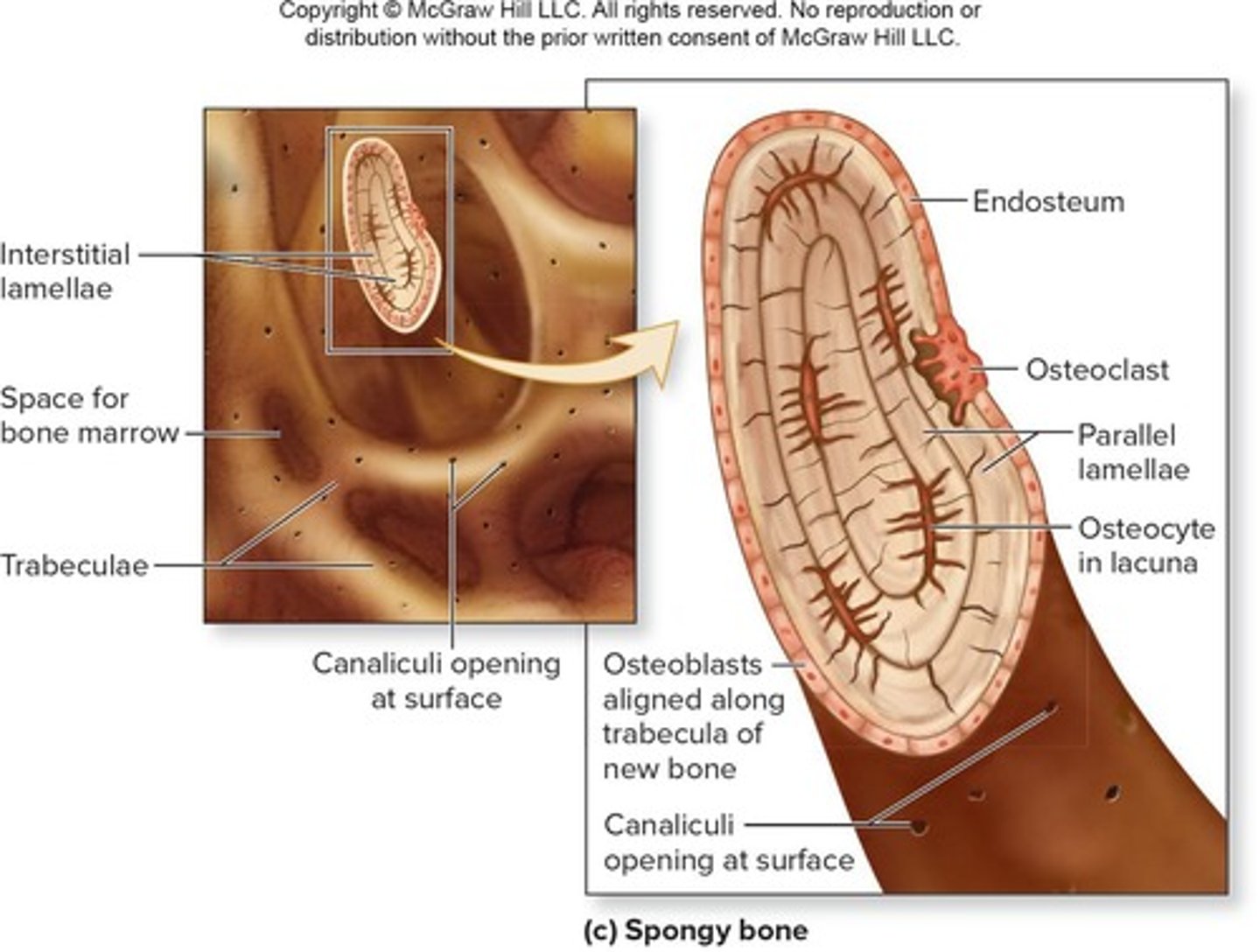 <p>They provide resistance to stresses applied in many directions.</p>