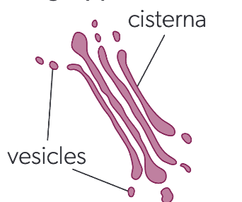 <p>golgi apparatus</p>