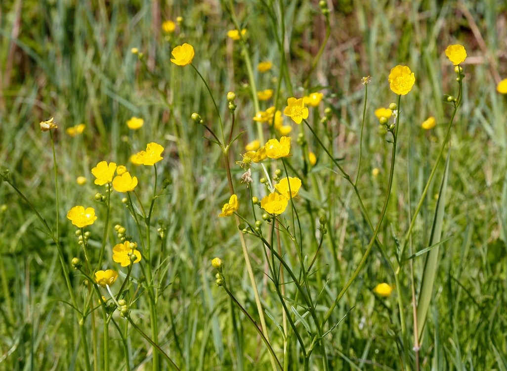 <p>Ranunculus acris - Ranunculaceae</p>