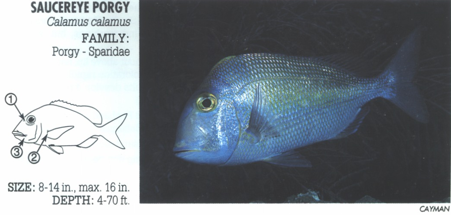 <p><span>1. Short, bluish, saucer-shaped line below eye. 2. Small, bluish blotch at upper base of pectoral fin. 3. Corners of mouth yellow.</span></p>